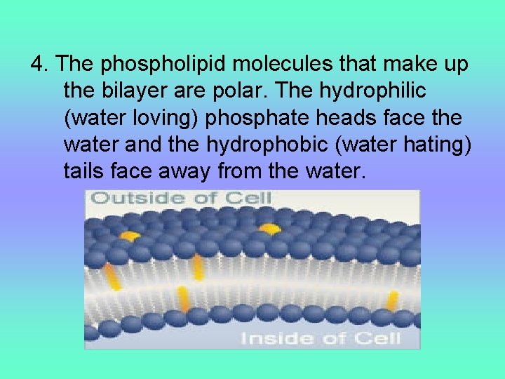 4. The phospholipid molecules that make up the bilayer are polar. The hydrophilic (water
