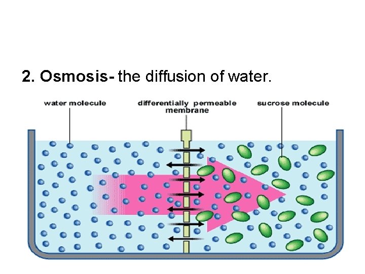2. Osmosis- the diffusion of water. 