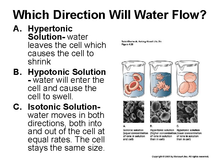 Which Direction Will Water Flow? A. Hypertonic Solution- water leaves the cell which causes