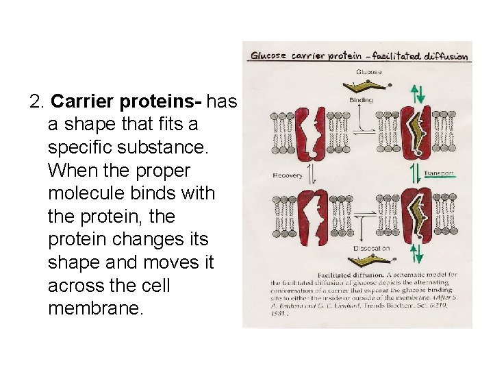 2. Carrier proteins- has a shape that fits a specific substance. When the proper