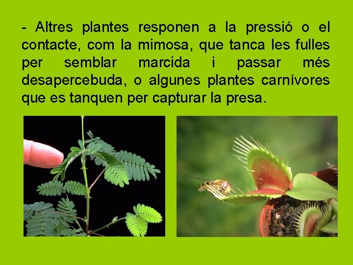 - Altres plantes responen a la pressió o el contacte, com la mimosa, que