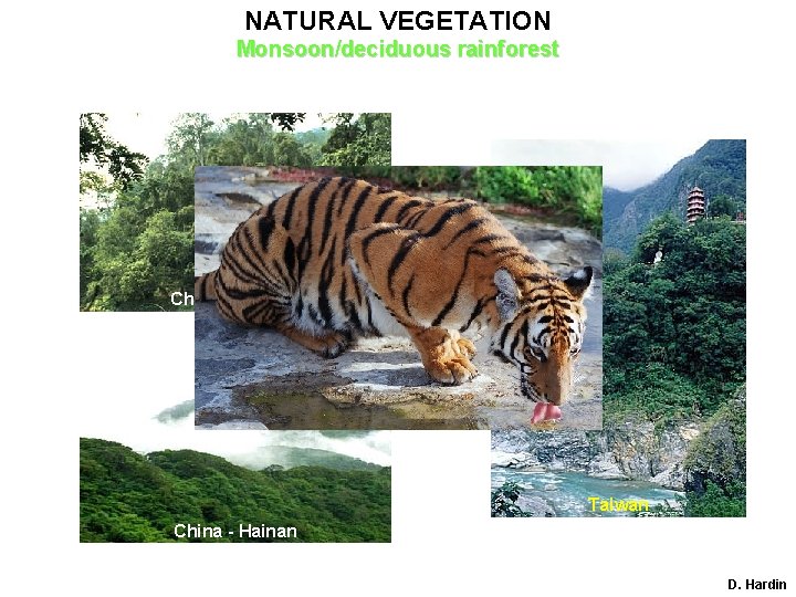 NATURAL VEGETATION Monsoon/deciduous rainforest China - Yunnan Taiwan China - Hainan D. Hardin 