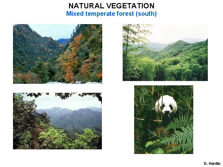 NATURAL VEGETATION Mixed temperate forest (south) D. Hardin 