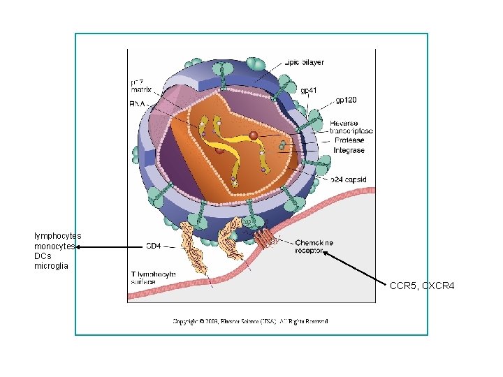 lymphocytes monocytes DCs microglia CCR 5, CXCR 4 