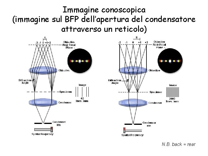 Immagine conoscopica (immagine sul BFP dell’apertura del condensatore attraverso un reticolo) N. B. back