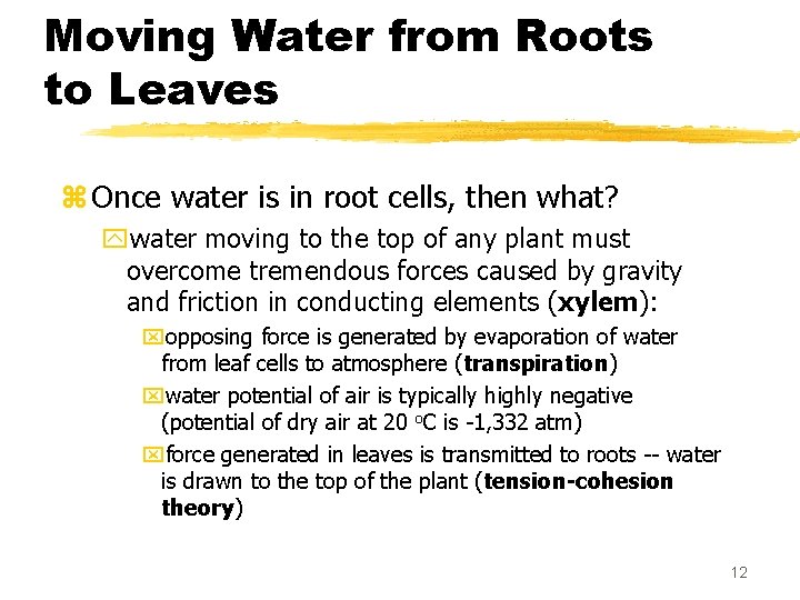 Moving Water from Roots to Leaves z Once water is in root cells, then