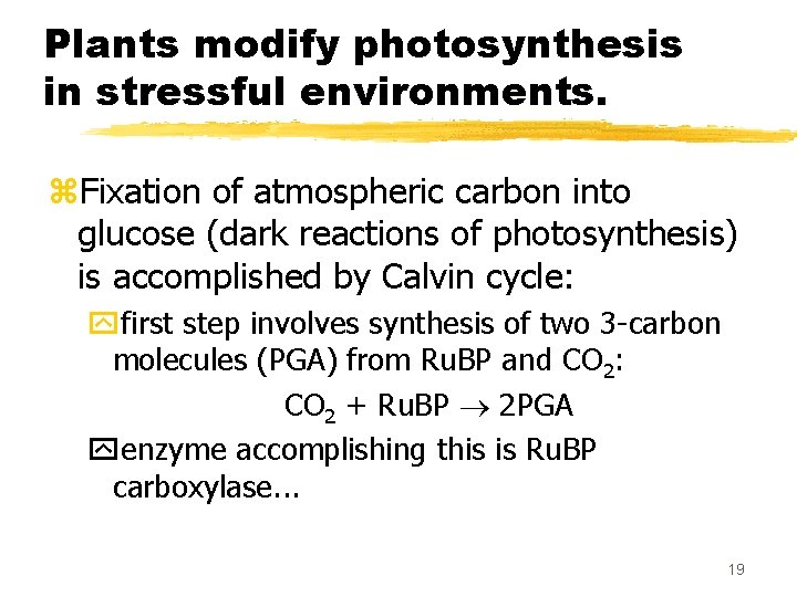 Plants modify photosynthesis in stressful environments. z. Fixation of atmospheric carbon into glucose (dark