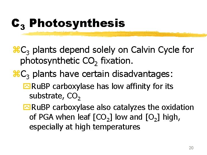C 3 Photosynthesis z. C 3 plants depend solely on Calvin Cycle for photosynthetic