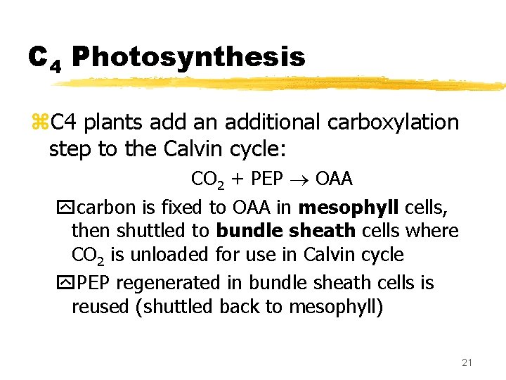 C 4 Photosynthesis z. C 4 plants add an additional carboxylation step to the