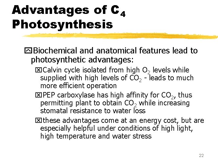 Advantages of C 4 Photosynthesis y. Biochemical and anatomical features lead to photosynthetic advantages: