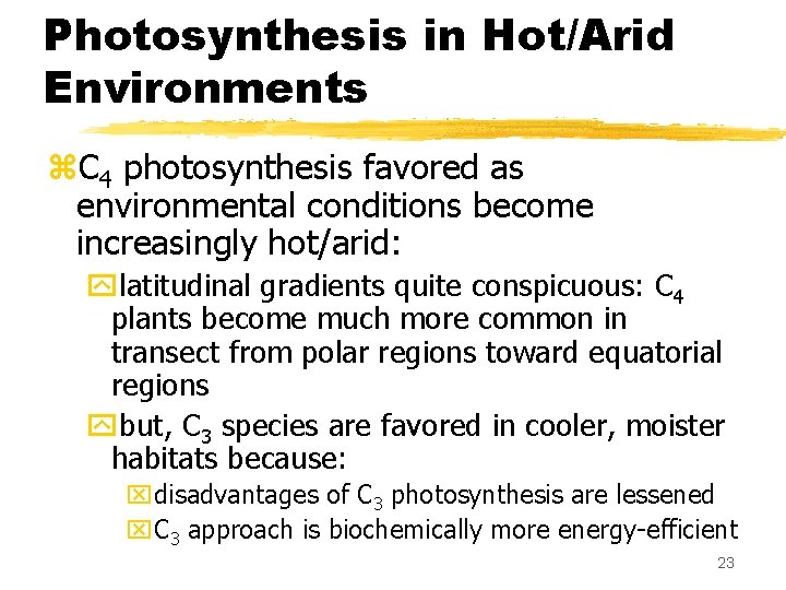 Photosynthesis in Hot/Arid Environments z. C 4 photosynthesis favored as environmental conditions become increasingly