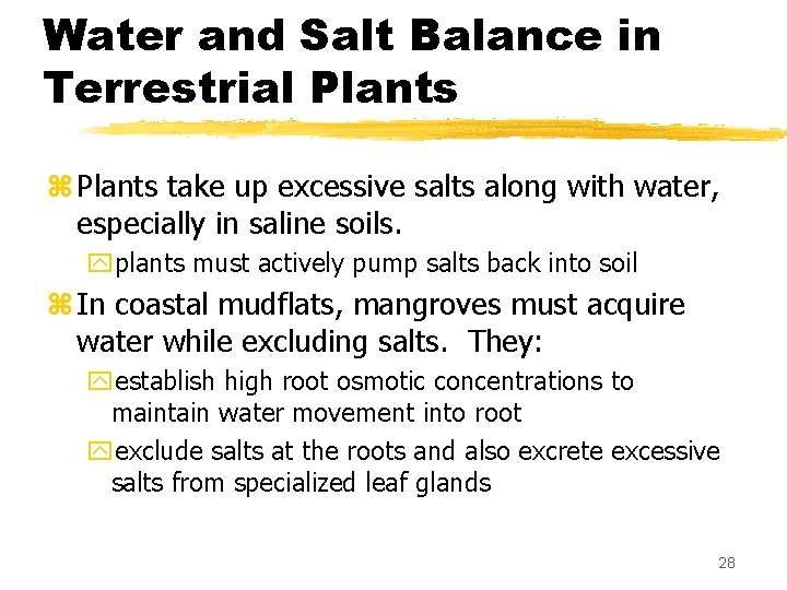 Water and Salt Balance in Terrestrial Plants z Plants take up excessive salts along