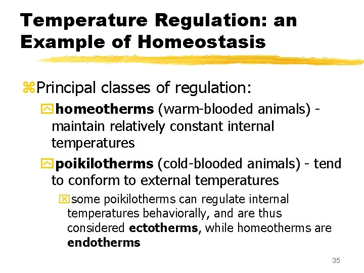 Temperature Regulation: an Example of Homeostasis z. Principal classes of regulation: yhomeotherms (warm-blooded animals)