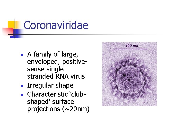 Coronaviridae n n n A family of large, enveloped, positivesense single stranded RNA virus