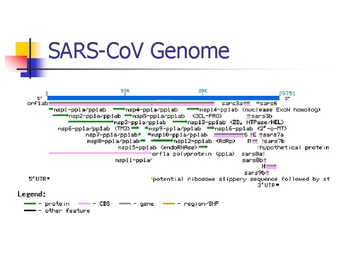 SARS-Co. V Genome 