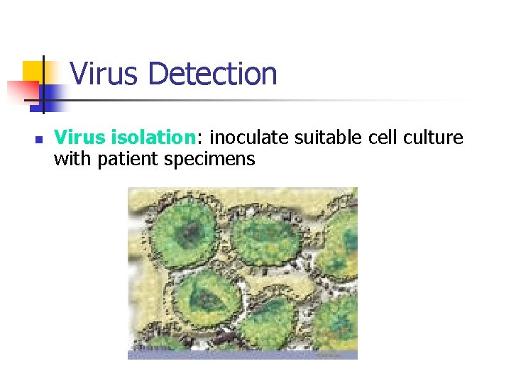 Virus Detection n Virus isolation: inoculate suitable cell culture with patient specimens 