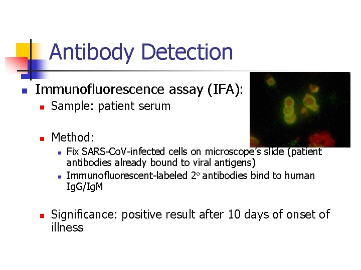 Antibody Detection n Immunofluorescence assay (IFA): n Sample: patient serum n Method: n n