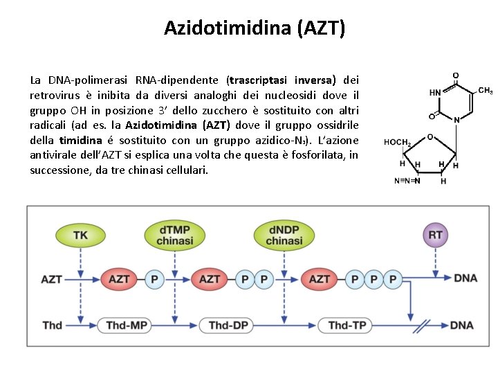 Azidotimidina (AZT) La DNA-polimerasi RNA-dipendente (trascriptasi inversa) dei retrovirus è inibita da diversi analoghi