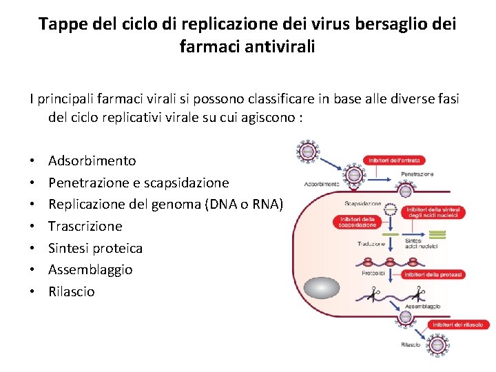 Tappe del ciclo di replicazione dei virus bersaglio dei farmaci antivirali I principali farmaci