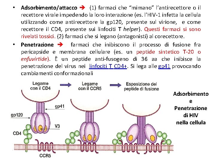  • Adsorbimento/attacco (1) farmaci che “mimano” l’antirecettore o il recettore virale impedendo la