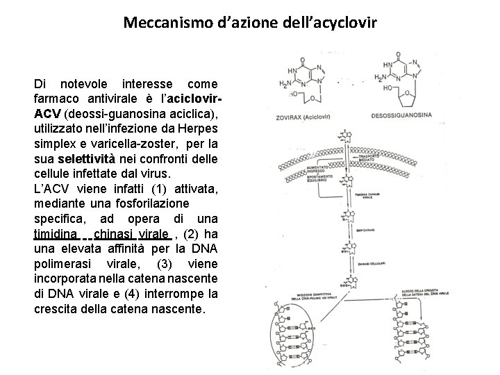 Meccanismo d’azione dell’acyclovir Di notevole interesse come farmaco antivirale è l’aciclovir. ACV (deossi-guanosina aciclica),