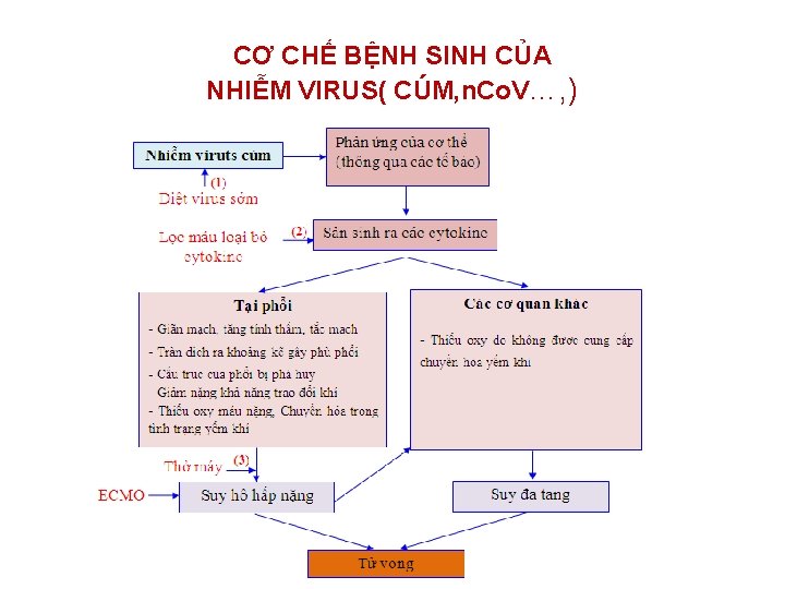 CƠ CHẾ BỆNH SINH CỦA NHIỄM VIRUS( CÚM, n. Co. V…, ) CƠ CHẾ BỆNH SINH CỦA NHIỄM VIRUS( CÚM, n. Co. V…, )