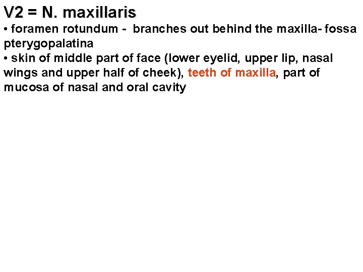 V 2 = N. maxillaris • foramen rotundum - branches out behind the maxilla-