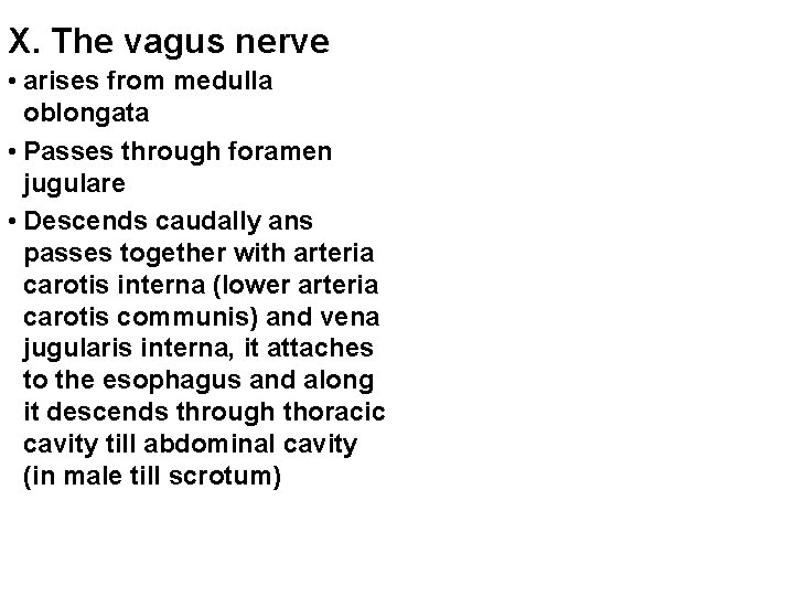 X. The vagus nerve • arises from medulla oblongata • Passes through foramen jugulare