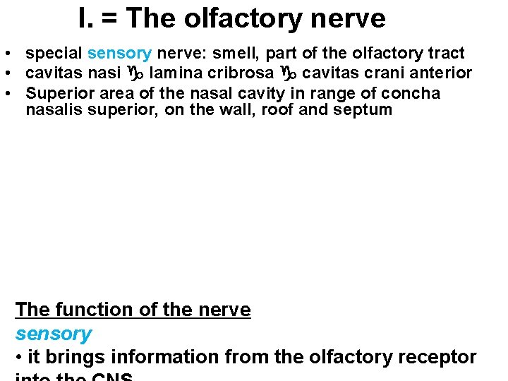 I. = The olfactory nerve • special sensory nerve: smell, part of the olfactory