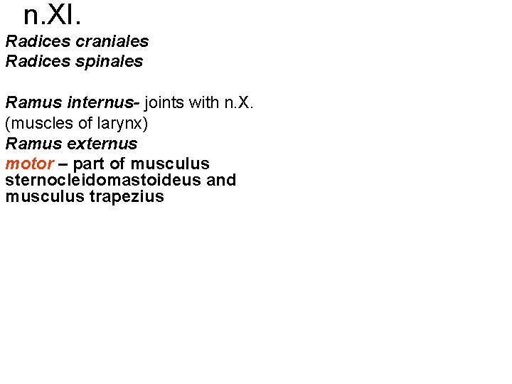 n. XI. Radices craniales Radices spinales Ramus internus- joints with n. X. (muscles of