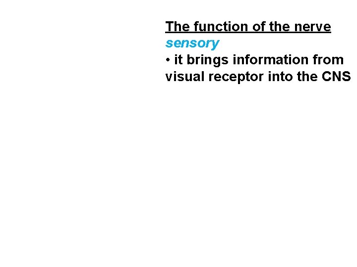 The function of the nerve sensory • it brings information from visual receptor into
