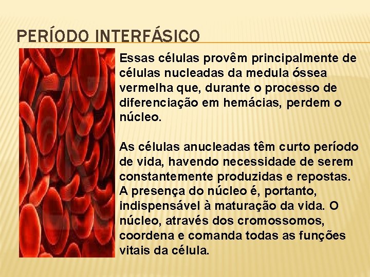 PERÍODO INTERFÁSICO Essas células provêm principalmente de células nucleadas da medula óssea vermelha que,