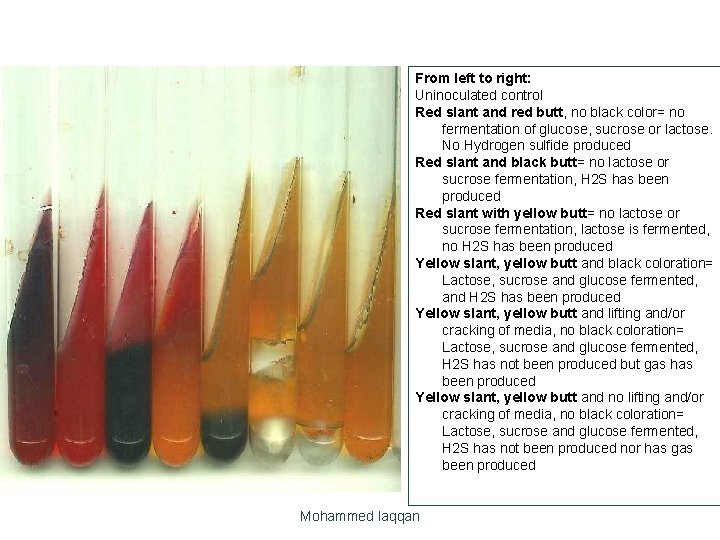 From left to right: Uninoculated control Red slant and red butt, no black color=