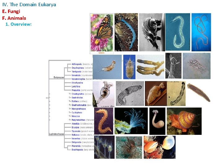 IV. The Domain Eukarya E. Fungi F. Animals 1. Overview: IV. The Domain Eukarya E. Fungi F. Animals 1. Overview: