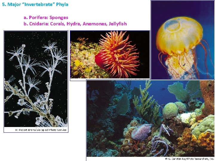 5. Major “Invertebrate” Phyla a. Porifera: Sponges b. Cnidaria: Corals, Hydra, Anemones, Jellyfish 5. Major “Invertebrate” Phyla a. Porifera: Sponges b. Cnidaria: Corals, Hydra, Anemones, Jellyfish