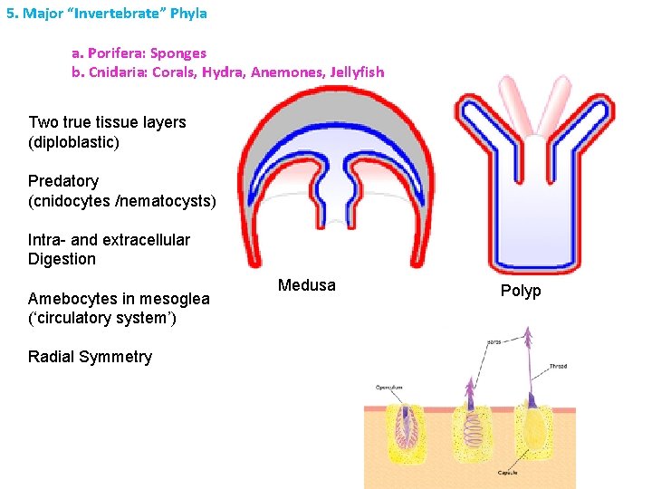 5. Major “Invertebrate” Phyla a. Porifera: Sponges b. Cnidaria: Corals, Hydra, Anemones, Jellyfish Two 5. Major “Invertebrate” Phyla a. Porifera: Sponges b. Cnidaria: Corals, Hydra, Anemones, Jellyfish Two