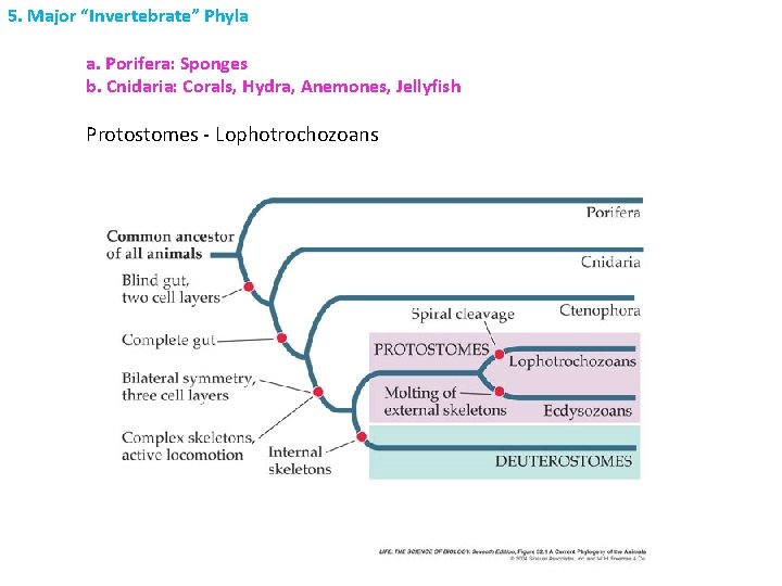 5. Major “Invertebrate” Phyla a. Porifera: Sponges b. Cnidaria: Corals, Hydra, Anemones, Jellyfish Protostomes 5. Major “Invertebrate” Phyla a. Porifera: Sponges b. Cnidaria: Corals, Hydra, Anemones, Jellyfish Protostomes