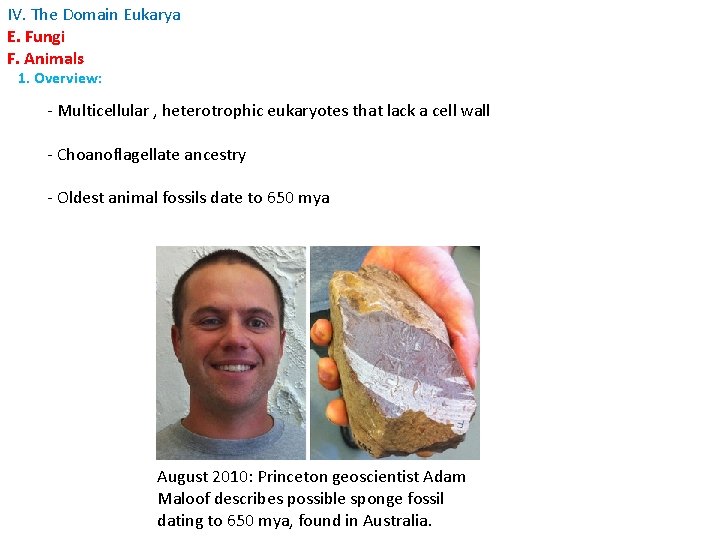 IV. The Domain Eukarya E. Fungi F. Animals 1. Overview: - Multicellular , heterotrophic IV. The Domain Eukarya E. Fungi F. Animals 1. Overview: - Multicellular , heterotrophic