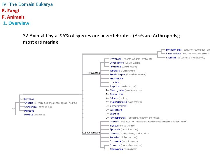 IV. The Domain Eukarya E. Fungi F. Animals 1. Overview: 32 Animal Phyla: 95% IV. The Domain Eukarya E. Fungi F. Animals 1. Overview: 32 Animal Phyla: 95%