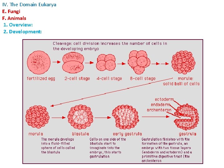 IV. The Domain Eukarya E. Fungi F. Animals 1. Overview: 2. Development: IV. The Domain Eukarya E. Fungi F. Animals 1. Overview: 2. Development: