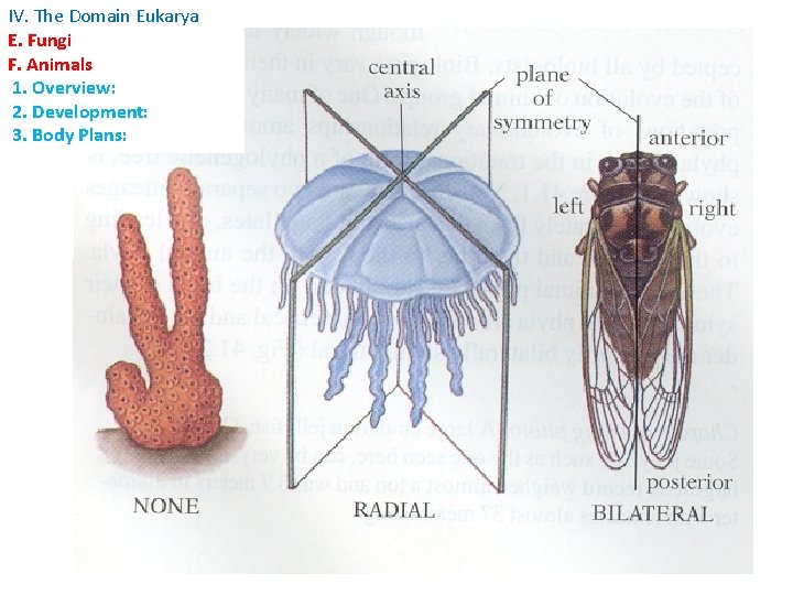 IV. The Domain Eukarya E. Fungi F. Animals 1. Overview: 2. Development: 3. Body IV. The Domain Eukarya E. Fungi F. Animals 1. Overview: 2. Development: 3. Body