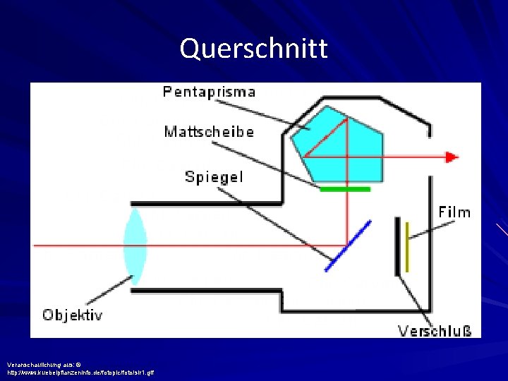 Querschnitt Veranschaulichung aus: © http: //www. kuebelpflanzeninfo. de/fotopic/foto/slr 1. gif 