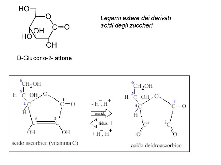 Legami estere dei derivati acidi degli zuccheri D-Glucono-d-lattone 