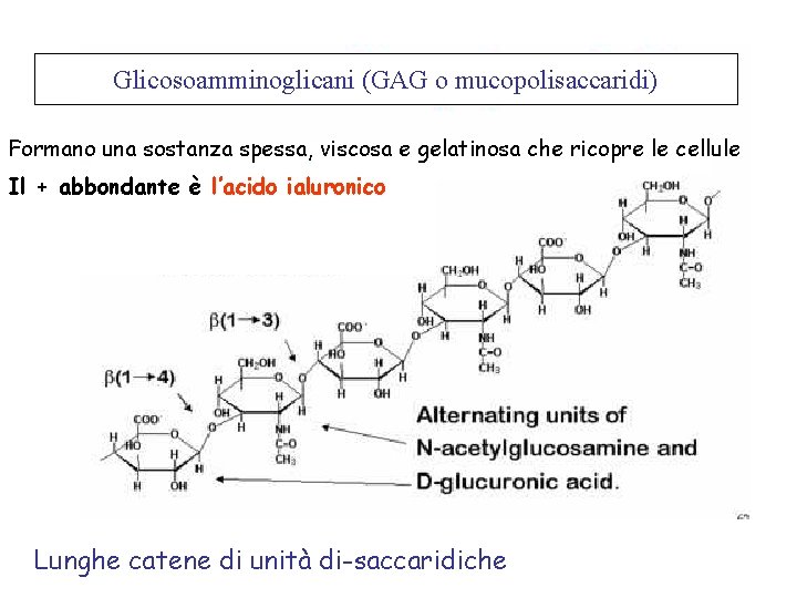 Glicosoamminoglicani (GAG o mucopolisaccaridi) Formano una sostanza spessa, viscosa e gelatinosa che ricopre le