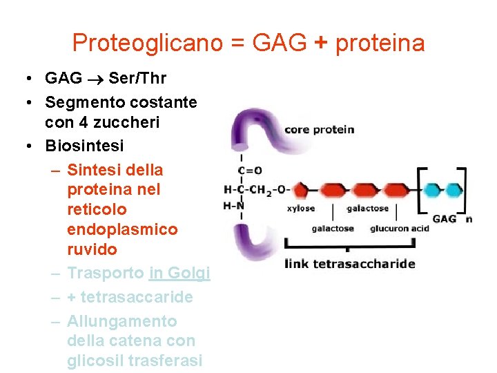 Proteoglicano = GAG + proteina • GAG Ser/Thr • Segmento costante con 4 zuccheri
