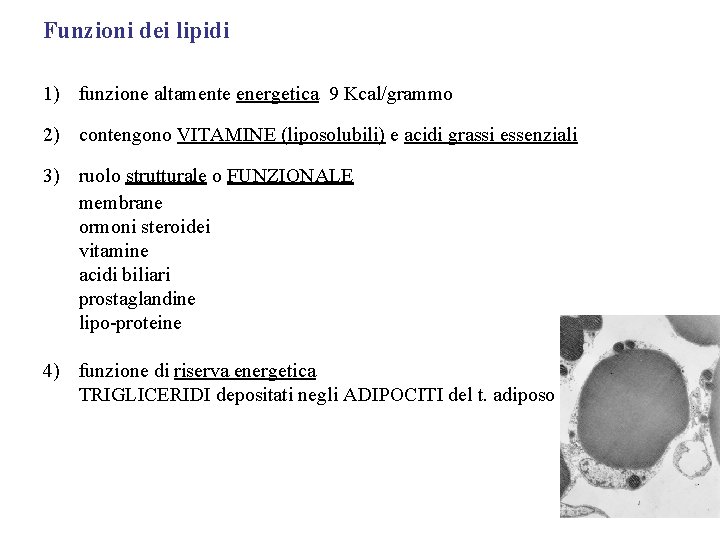 Funzioni dei lipidi 1) funzione altamente energetica 9 Kcal/grammo 2) contengono VITAMINE (liposolubili) e