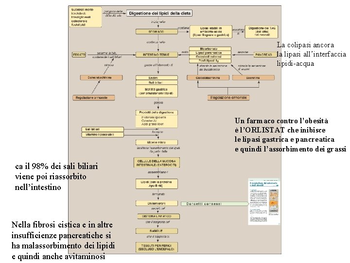 La colipasi ancora la lipasi all’interfaccia lipidi-acqua Un farmaco contro l’obesità è l’ORLISTAT che