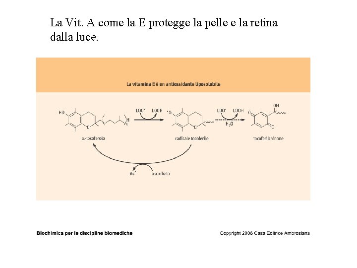 La Vit. A come la E protegge la pelle e la retina dalla luce.