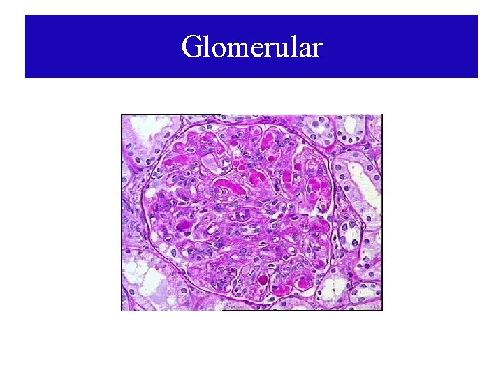 Glomerular Glomerular