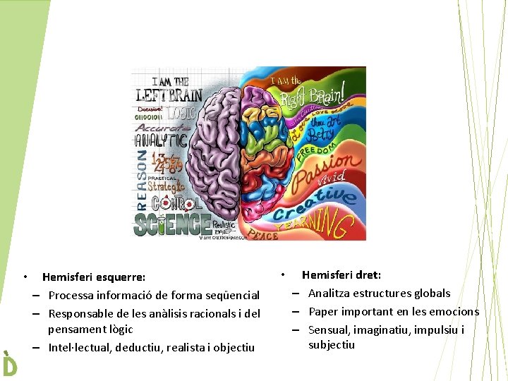  • Hemisferi esquerre: – Processa informació de forma seqüencial – Responsable de les